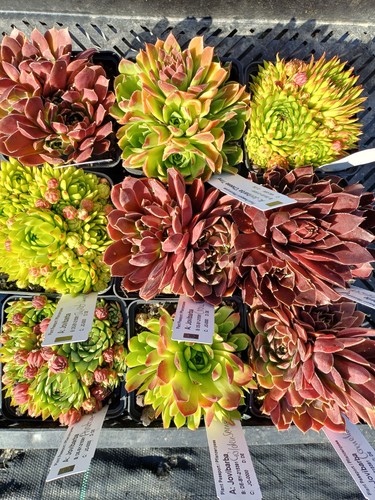 Sempervivum jovibarba - 9x, sempervivum-jovibarba
