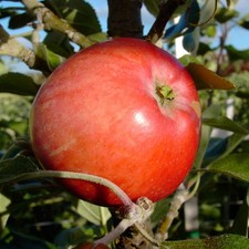 Westfälischer Frühapfel robuste Sorte Hochstamm 180 cm Stamm wurzelnackt Sämling