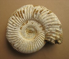 Kranaosphinctes sp.  Ammonit