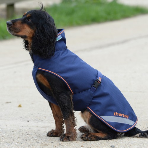 Bucas therapy dog - bucas,