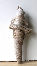 Treibholz Schwemmholz