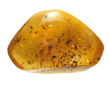 Wunderschöner junger