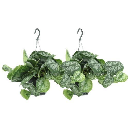 Efeutute scindapsus pictus - efeutute,