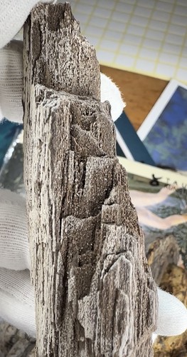 Zwenkauer holz fossil - zwenkauer, /