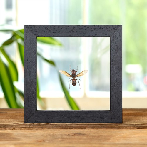 Taxidermie gelb belüftete