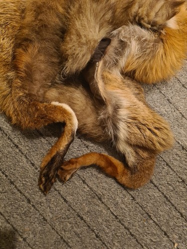 Tierhaut
