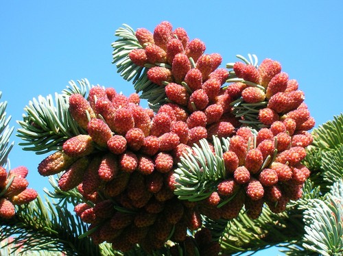 Edeltanne abies procera - -abies,
