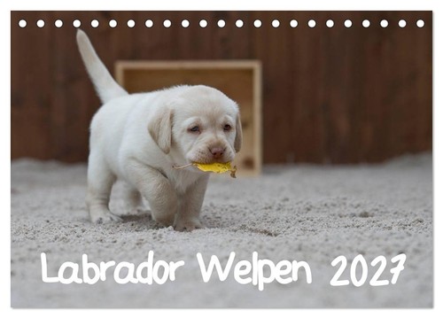 Labrador welpen tischkalender - labrador,
