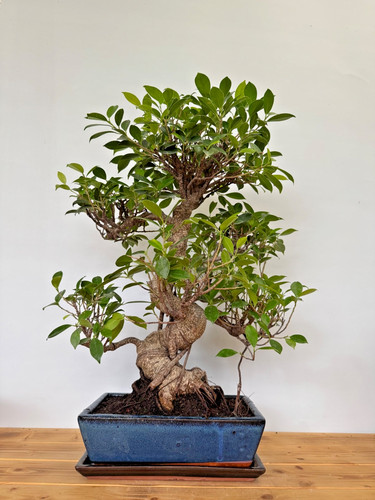 Zimmerbonsai ficus retusa - zimmerbonsai,