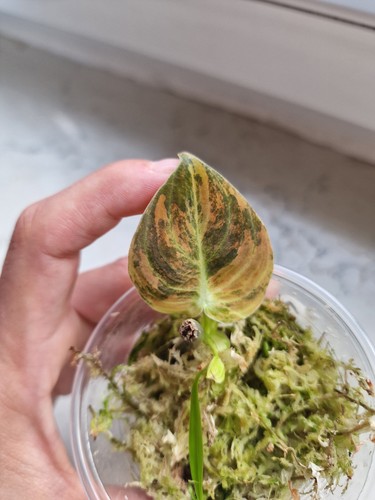 Philodendron melanochrysum - philodendron,