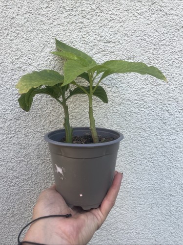 Engeltrompete brugmansia weiß - engeltrompete,