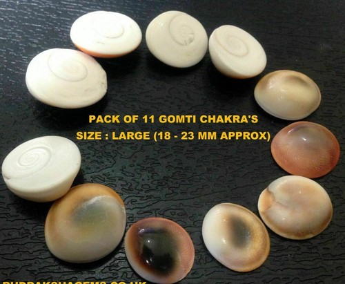 Gomti chakra natürliche - gomti,