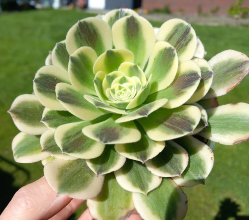 Aeonium green medusa junge - aeonium,