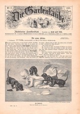 Dackel Überfall - August Roeseler - 1898 - Historisches Titelblatt ~22x31cm