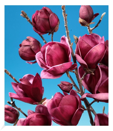 Magnolie genie winterhart - magnolie, "genie®"