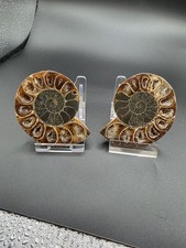 Ammonit Madagaskar,zwei