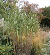 Riesenchinaschilf Elefantengras - XXXL Topf - Miscanthus floridulus