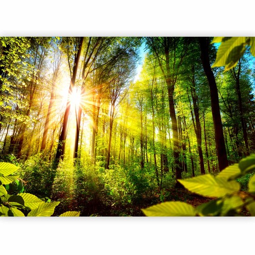 Landschaft wald bäume - wald,