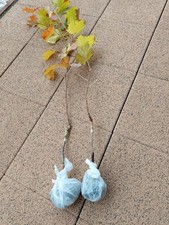 Weinreben Tafeltrauben