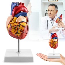 Scientific Menschliches Herz
