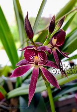 Orchidee Guarechea/Epicattleya Black Comet Topf Pflanze blühfähig Blüte schwarz