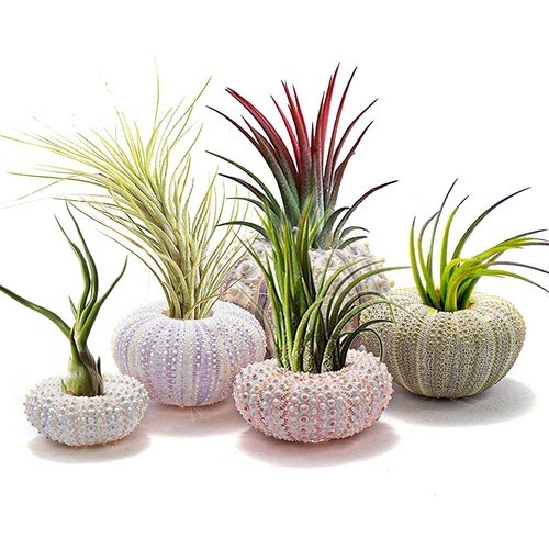 5er pack mini seeigel muschel - mini,