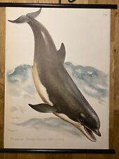 Delfin Delphin Tümmler Flipper  Ozean  Rollkarte Schulwandkarte 50 cm x 70 cm