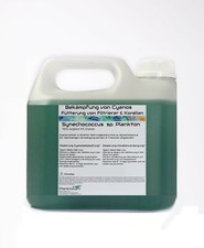 3 Liter Synechococcus Sp. gegen Cyanobeläge Phytoplankton