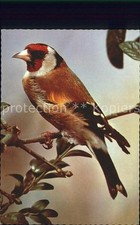 Voegel Stieglitz Distelfink 