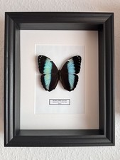 Echter exotischer Morphofalter