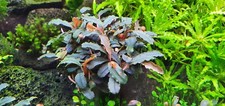  Aquariumpflanze / Bucephalandra sp. Lamandau Mini Purple / Ableger 🪷🌻🪻🌻🪷