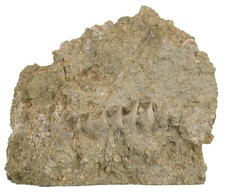 Karbon  Amphoracrinus