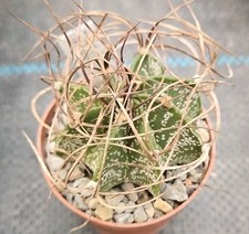 Astrophytum capricorne Kakteen
