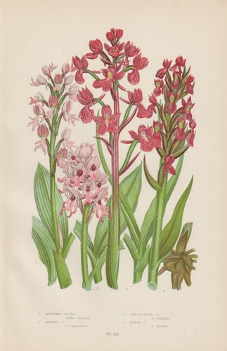 Knabenkraut orchis - knabenkraut,