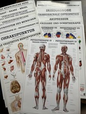 Anatomische Lehrtafel. das