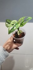 Monstera adansonii variegata - monstera,