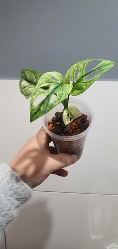 Monstera adansonii variegata - monstera,
