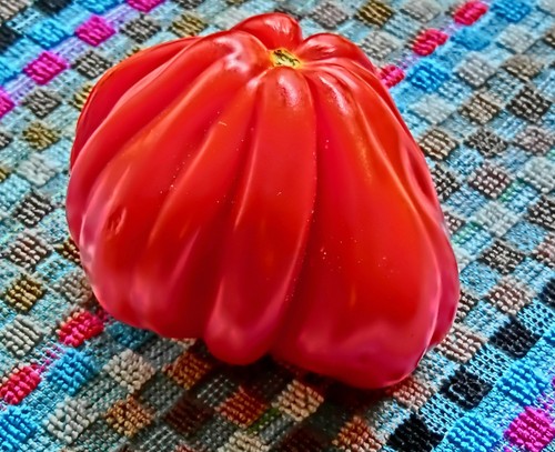 Tomate cuore bue - cuore, di
