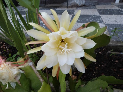 Blattkaktus epiphyllum - epiphyllum, *