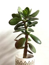 Jadebaum Crassula ovata