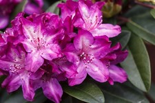 Rhododendron Hybr. 'Anatevka'