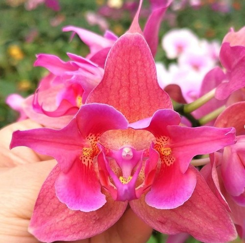 Phalaenopsis profar fire - profar,