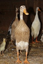 10  Brut Laufenten  Eier