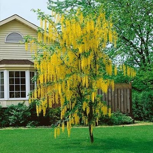 Goldregen laburnum watereri - goldregen,