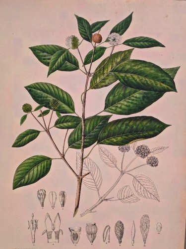 Kratom - (mitragyna, speciosa)