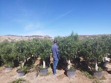 Olivenbaum, Ca. 160-200 cm Gesamthöhe, winterhart bis -18°C,