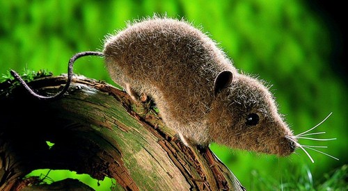 Kosen kösen spitzmaus - spitzmaus,