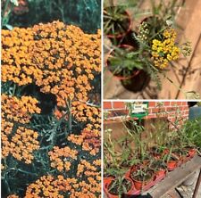 Schafgarbe, Achillea mill. Terracotta, Staude, im Topf 13 cm