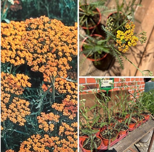 Schafgarbe achillea mill - achillea,