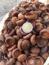 100 x Eichelhütchen - Groß - Roteiche - Herbst - Basteln - Floristik - Deko